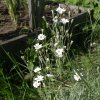 cerastium bibersteinii